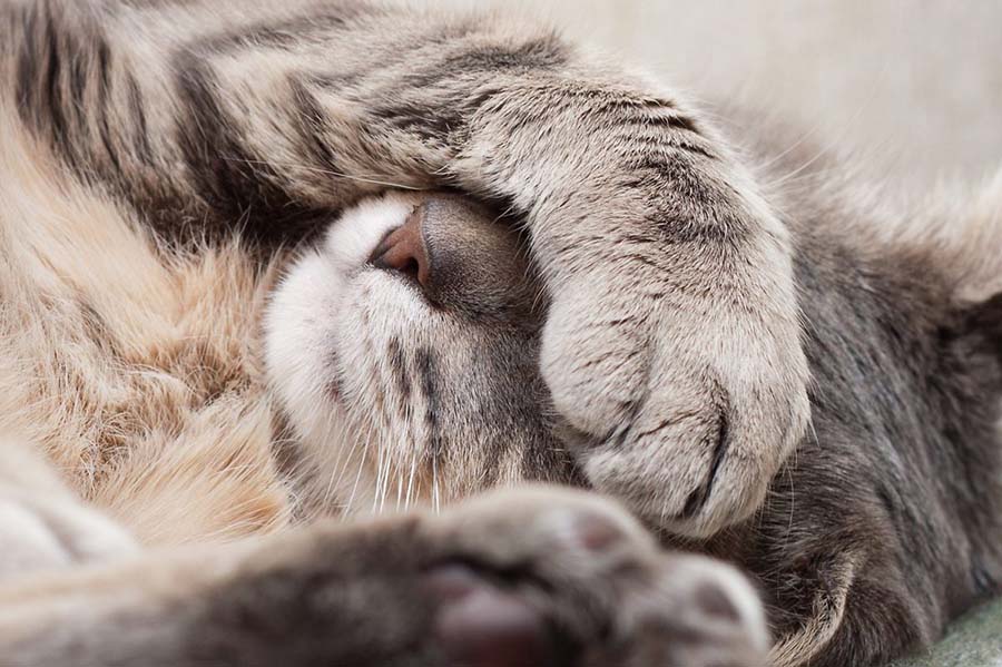 why do cats hiccup