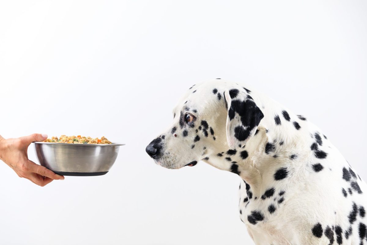 dalmation looking at bowl of food. what is hydrolyzed dog food