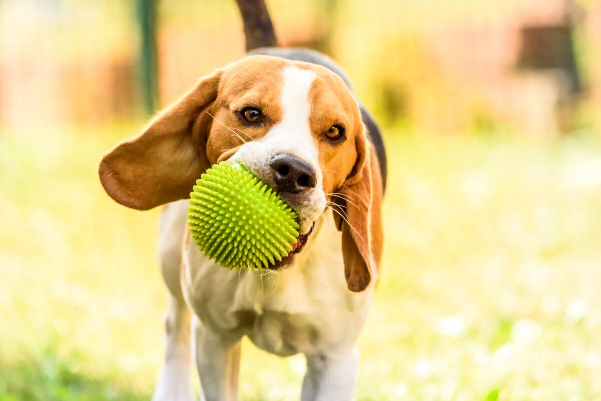 beagle puppy playing wiht a green ball