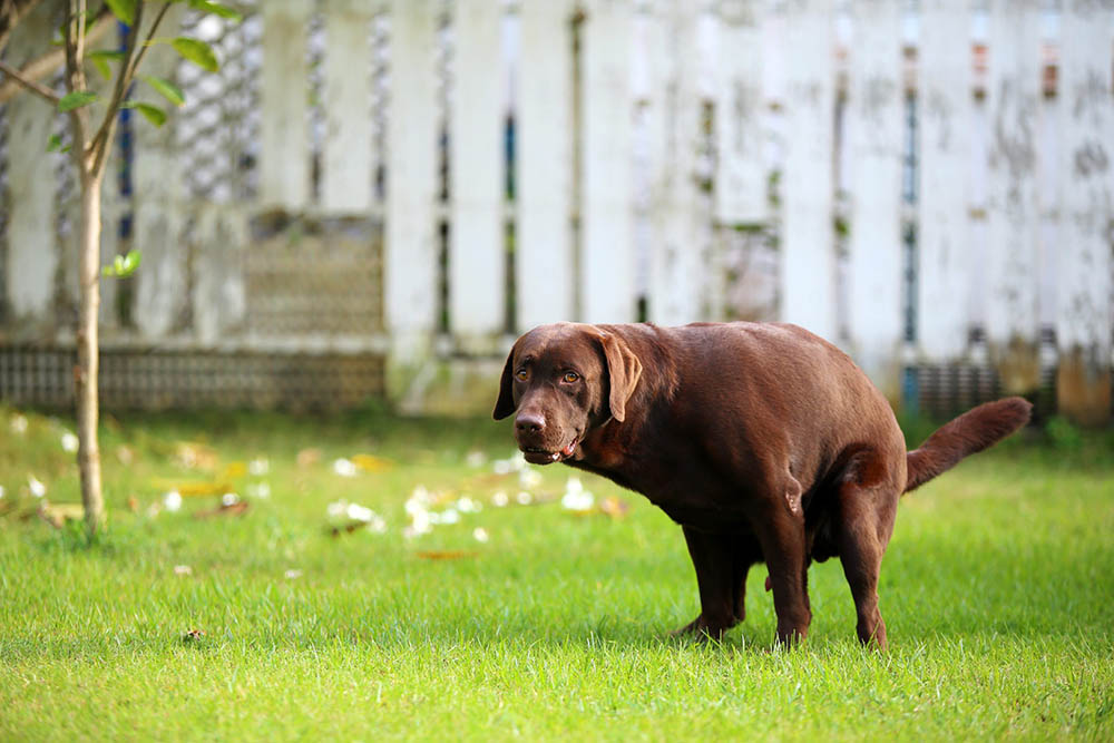 dog diarrhea