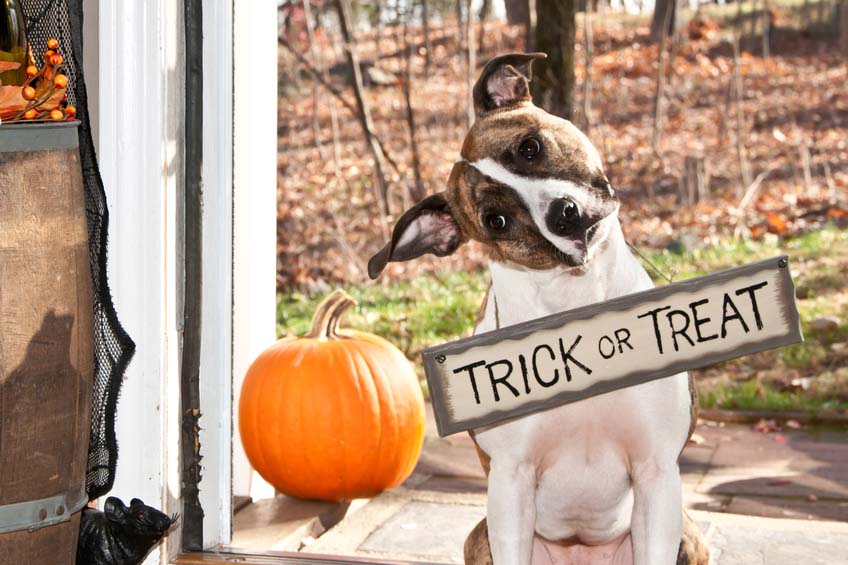dog trick or treating