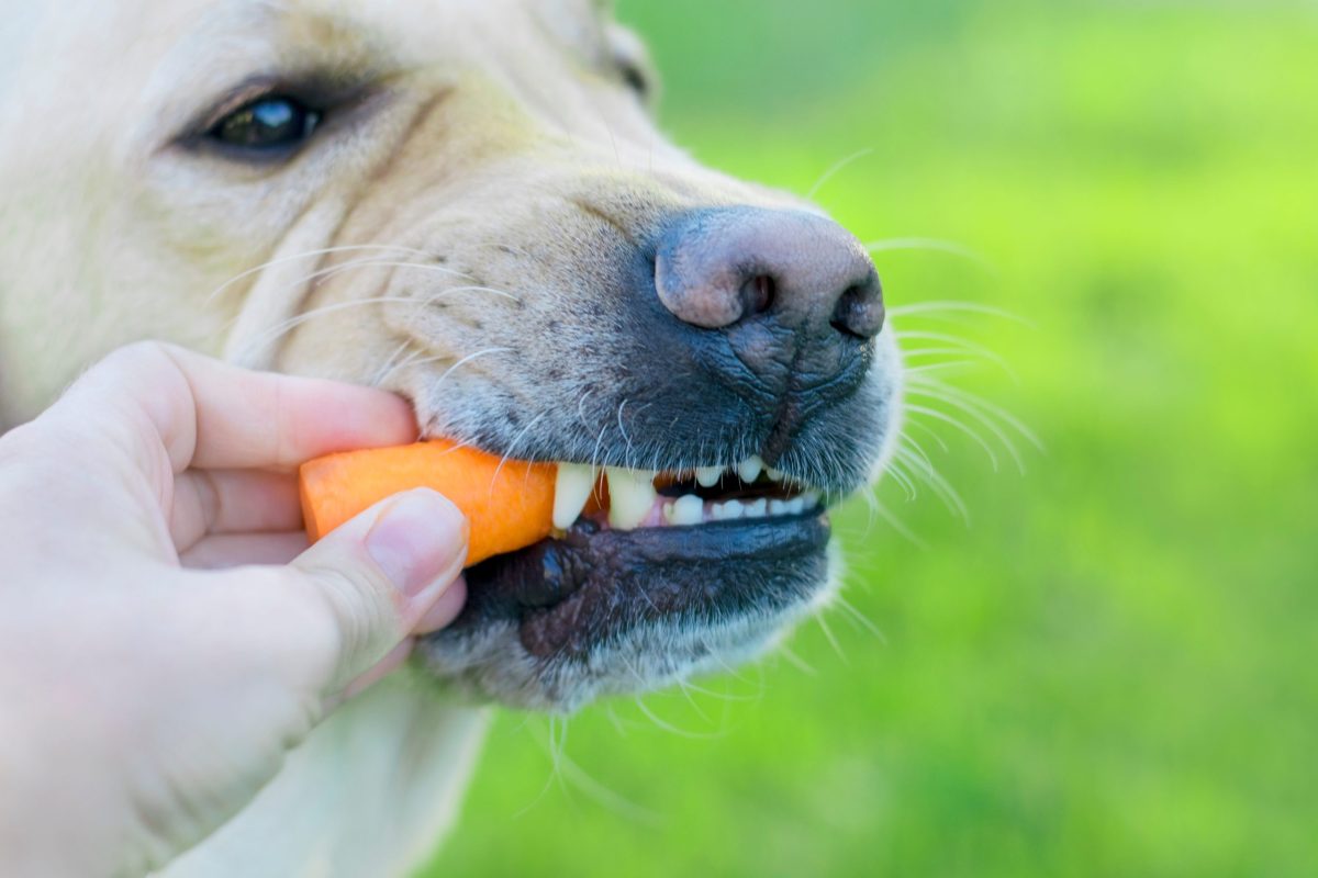 7 Best Natural Low-Calorie Dog Treats