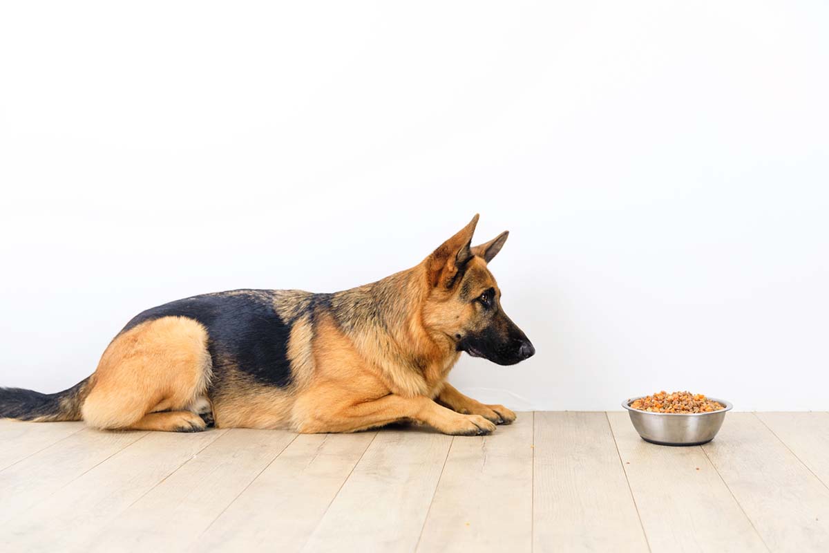 manganese for dogs