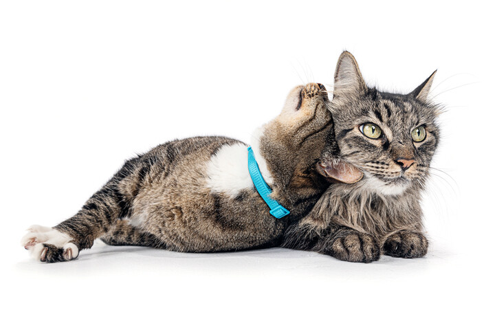 cats