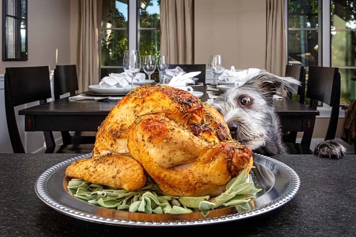 dog staring at turkey