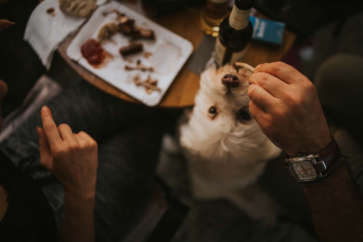 dog getting tabel scraps