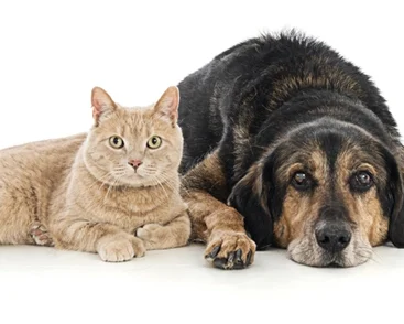a dog and a cat lying next to eachother