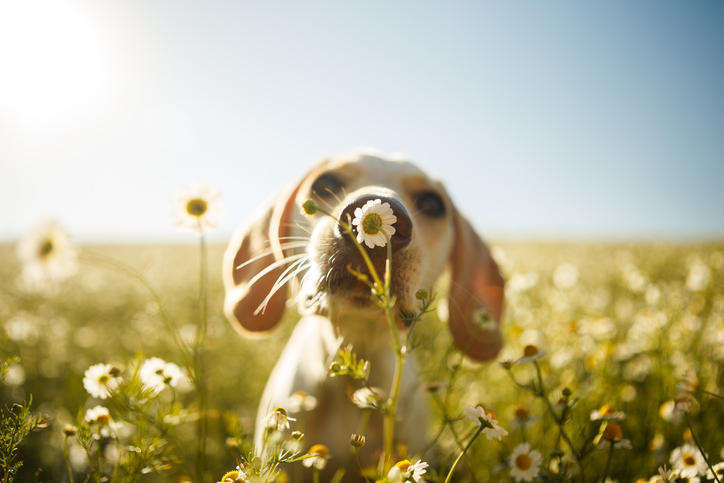 dog in daisys