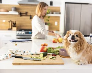 homemade dog food for weight gain. dog on a kitchen counter near food prep