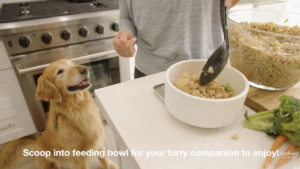 dog watching food in bowl