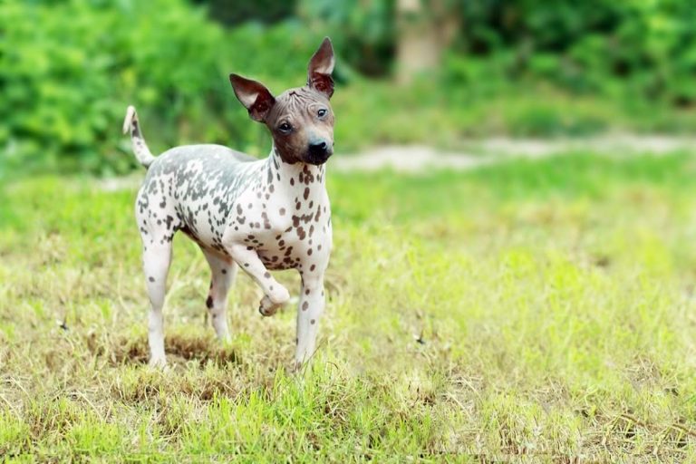 Photo inspiration: Visual Reference: Why Do Dogs Eat Dirt Causes And How To Stop