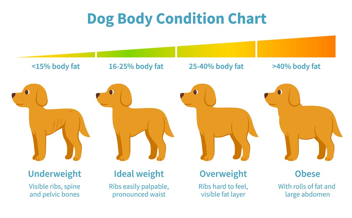 how to tell if your dog is overweight