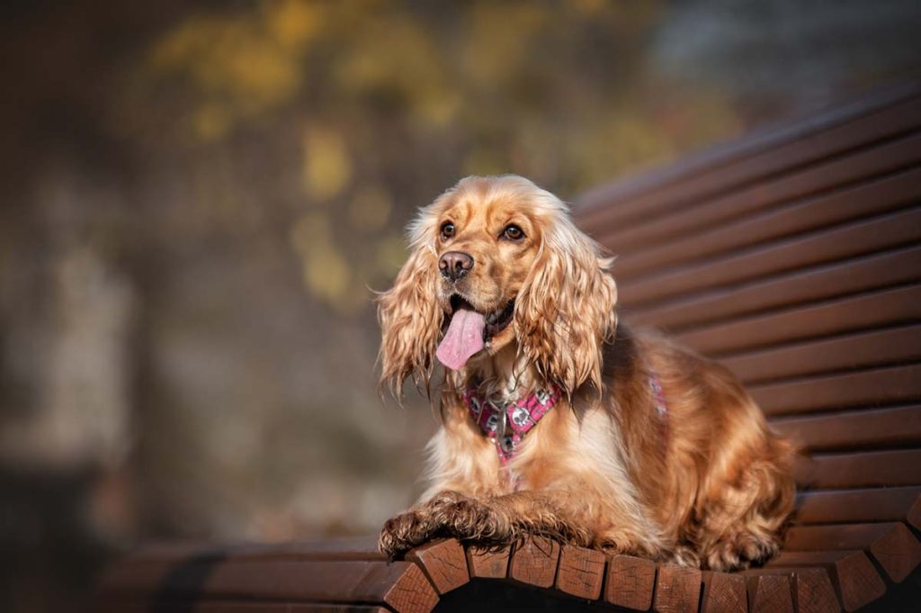 Diseases Caused By Toxins Dog Reference: What Toxins Cause Pancreatitis In Dogs