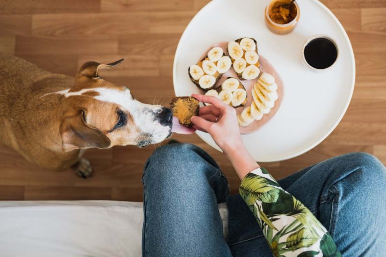 Is Peanut Butter Good For Dogs? | JustFoodforDogs Blog