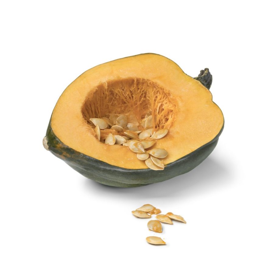 is squash good for dogs