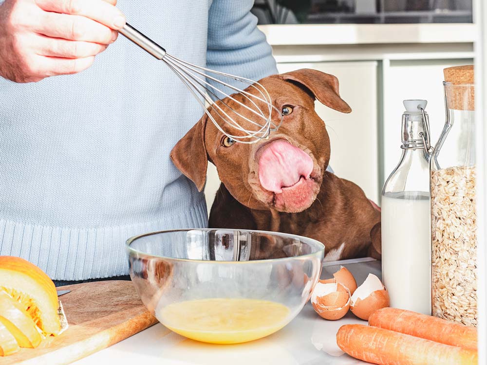 diy frozen dog treats
