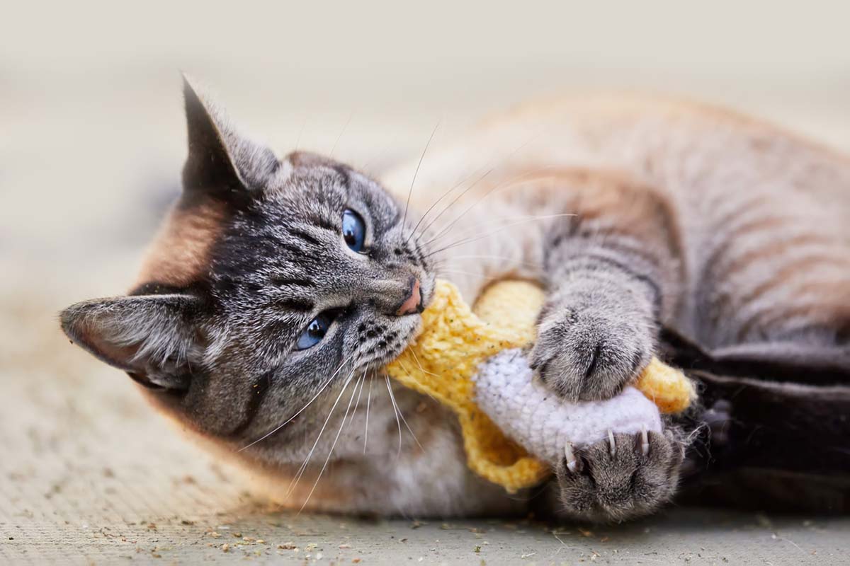pica in cats