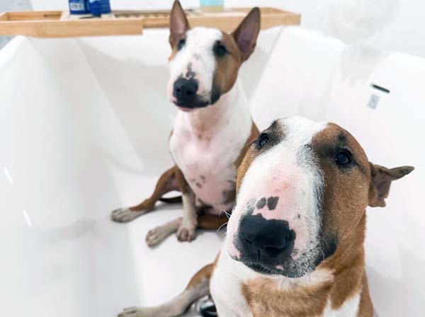 two bull terriers in a tub
