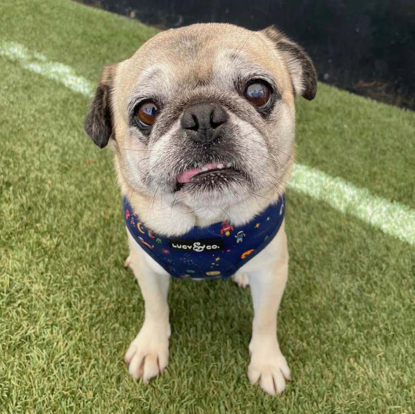 pug nation