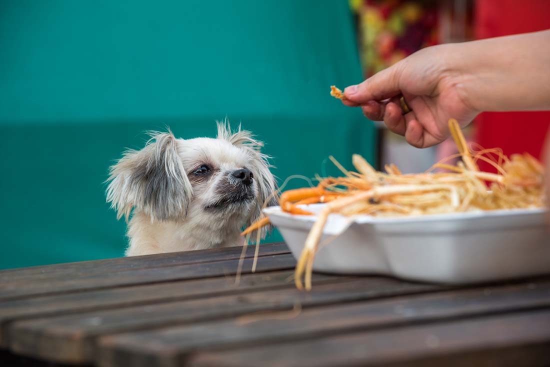 can dogs eat shrimp
