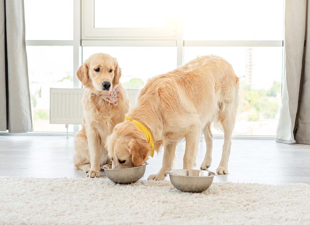 how to stop food aggression towards other dogs