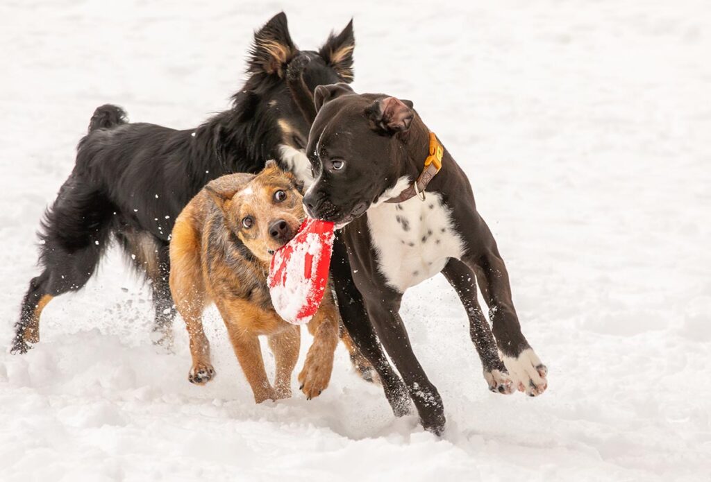 dogs playing in snow