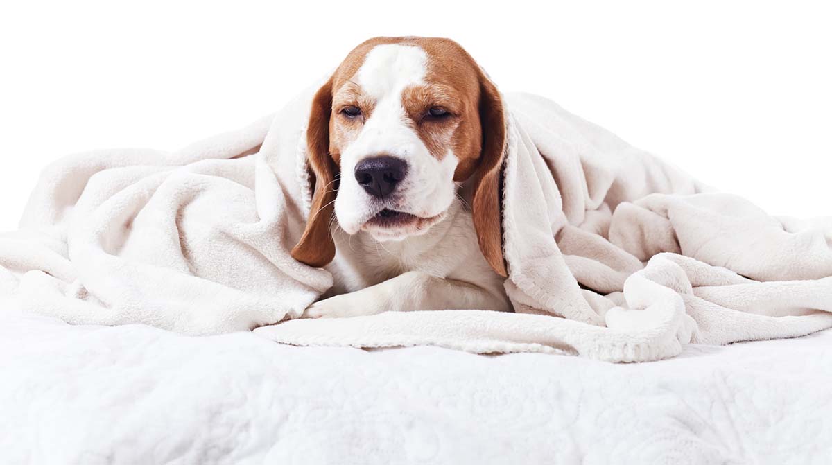 can dogs get the flu. how to tell if a dog has a fever