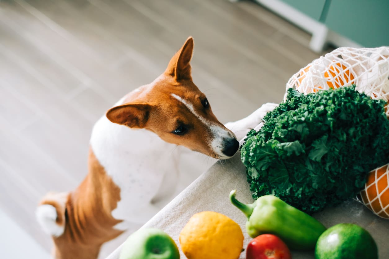 fiber superfoods for dogs