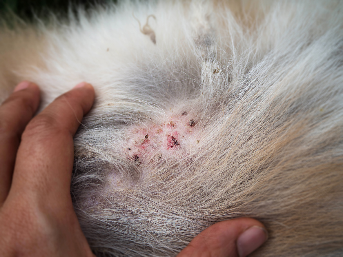 staph infection in dogs