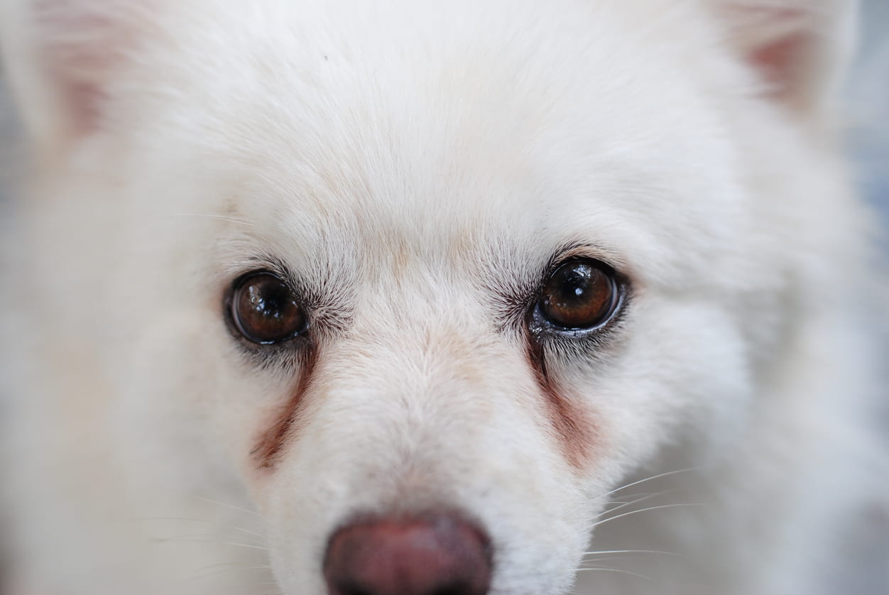 how to remove dog tear stains naturally