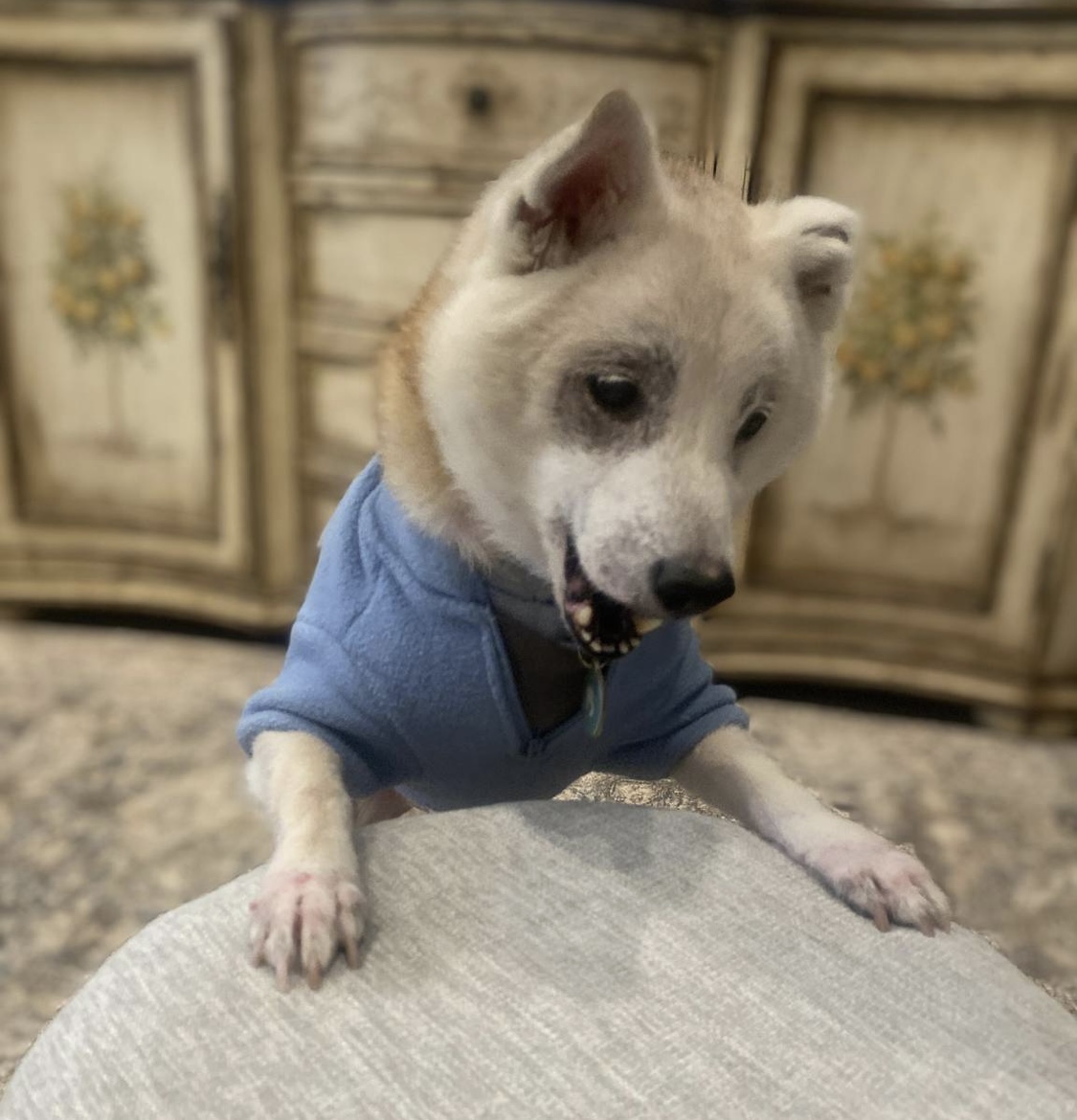 korean k9 rescue fritos