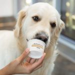 dog eating a pupsicle