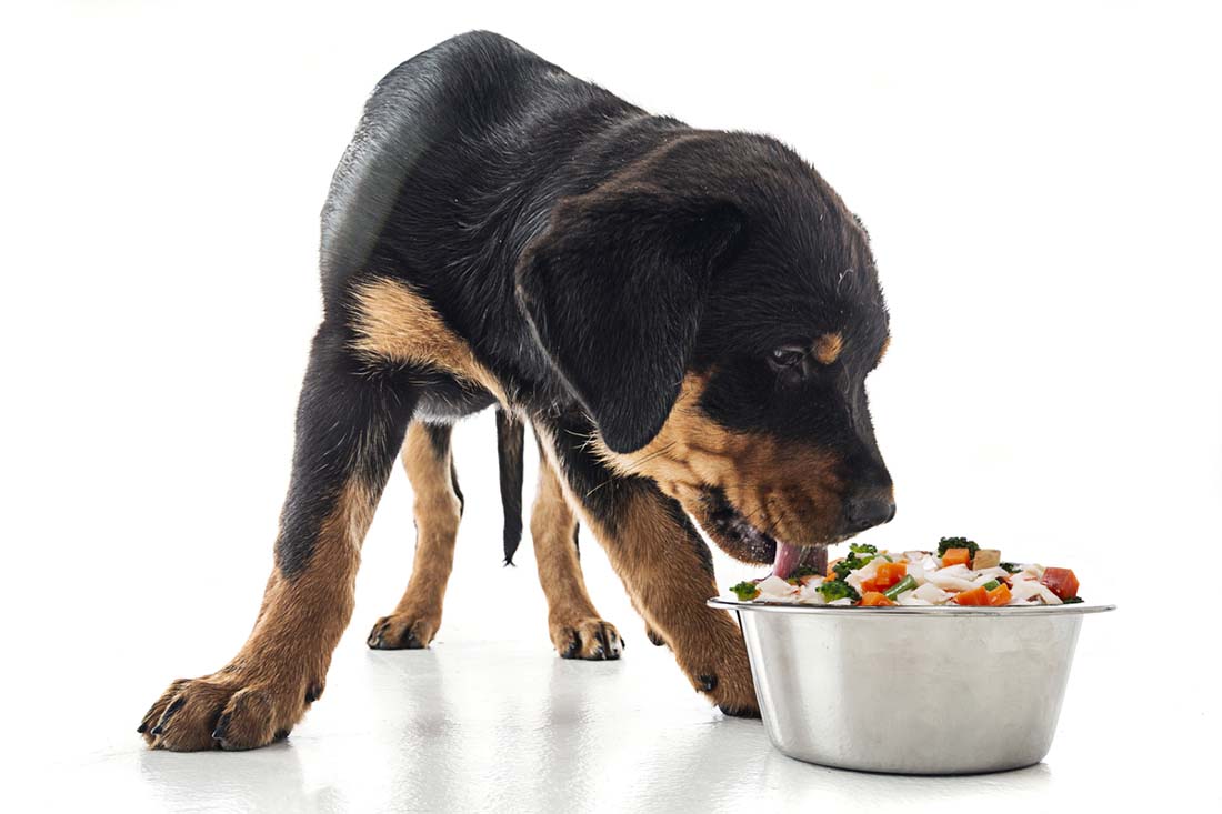 puppy eating from bowl. elimination diets