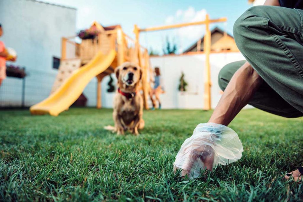 Cleaning Up Dog Poop The Ultimate Guide JustFoodforDogs Blog
