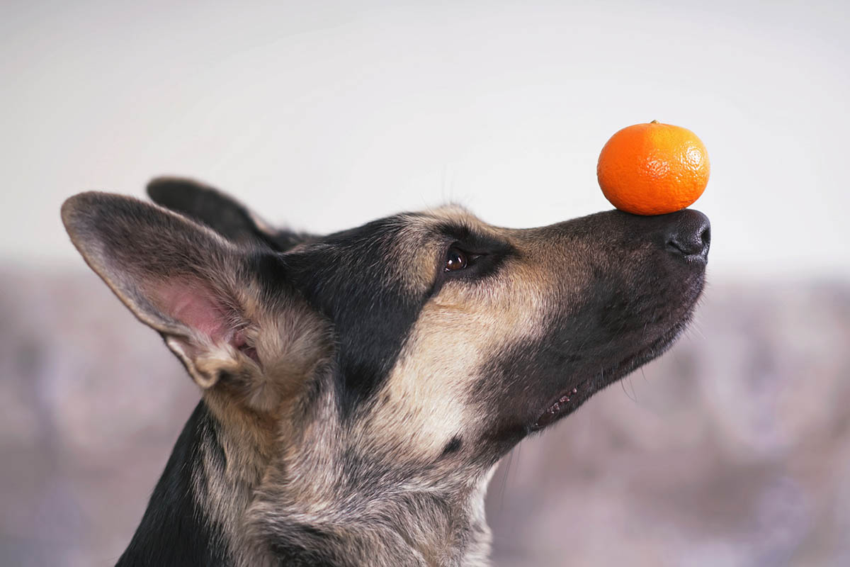 dogs and citrus. a dog balancing an orange on his snoot