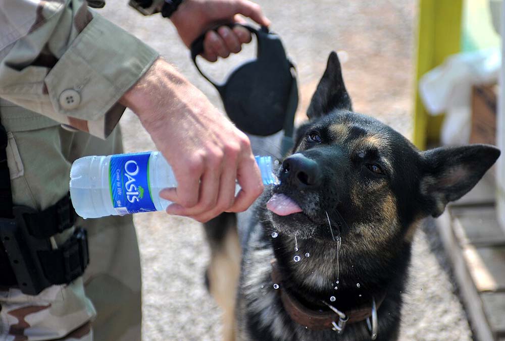dog drinking water from a bottle