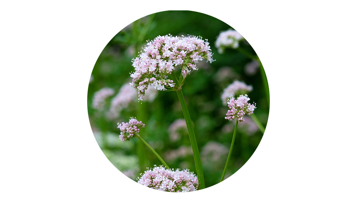 valerian root for dogs