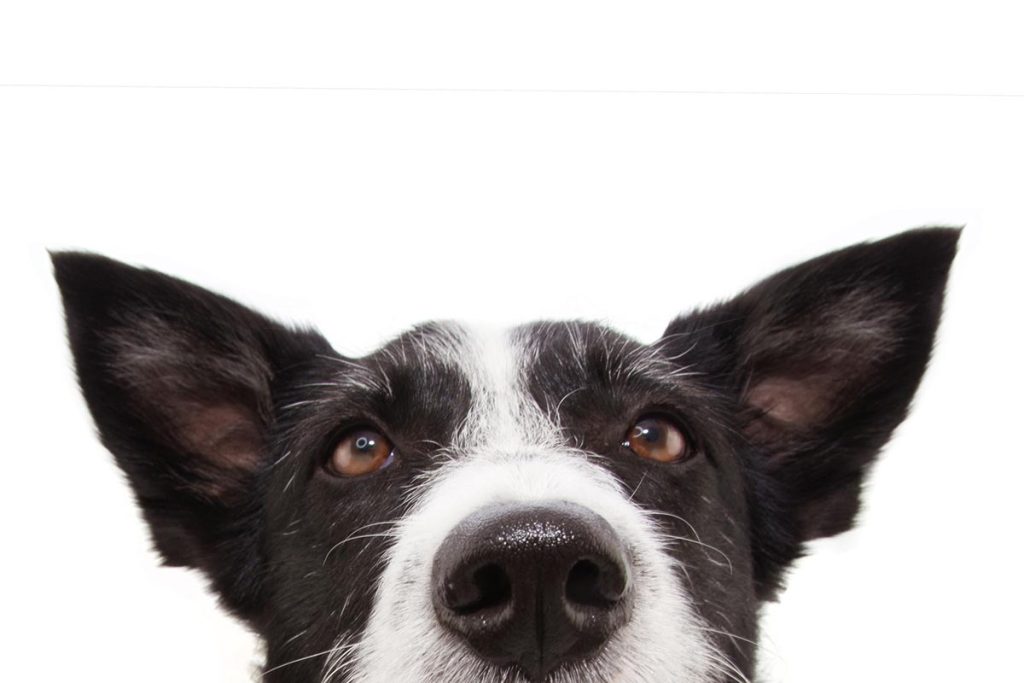 how do dogs think? big dog ears image