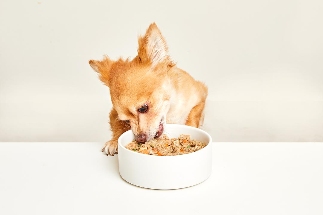 dog eating fresh food