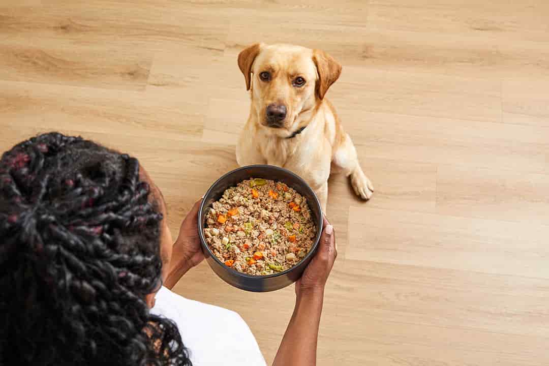 dog looking at bowl of food