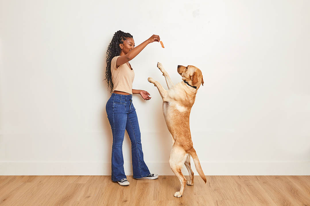 happy dog doing a trick