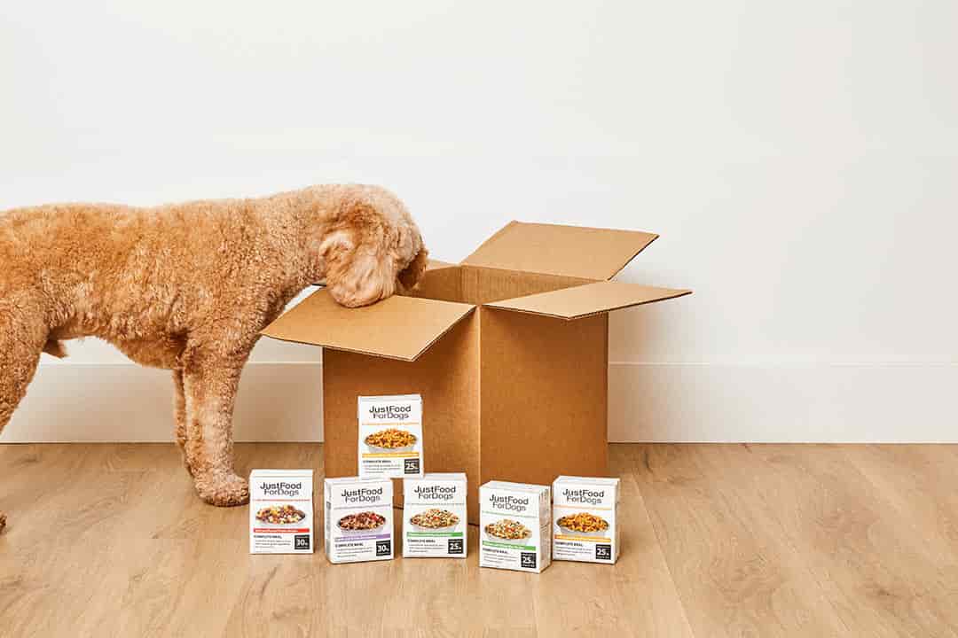dog looking in a box