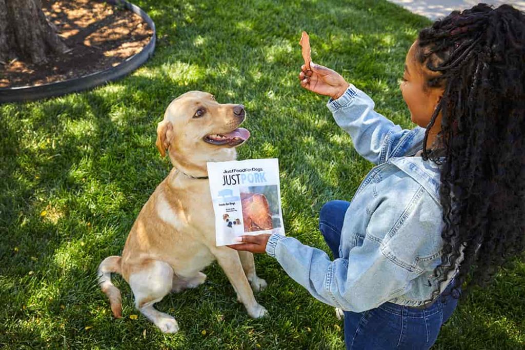 lab getting a pork treat