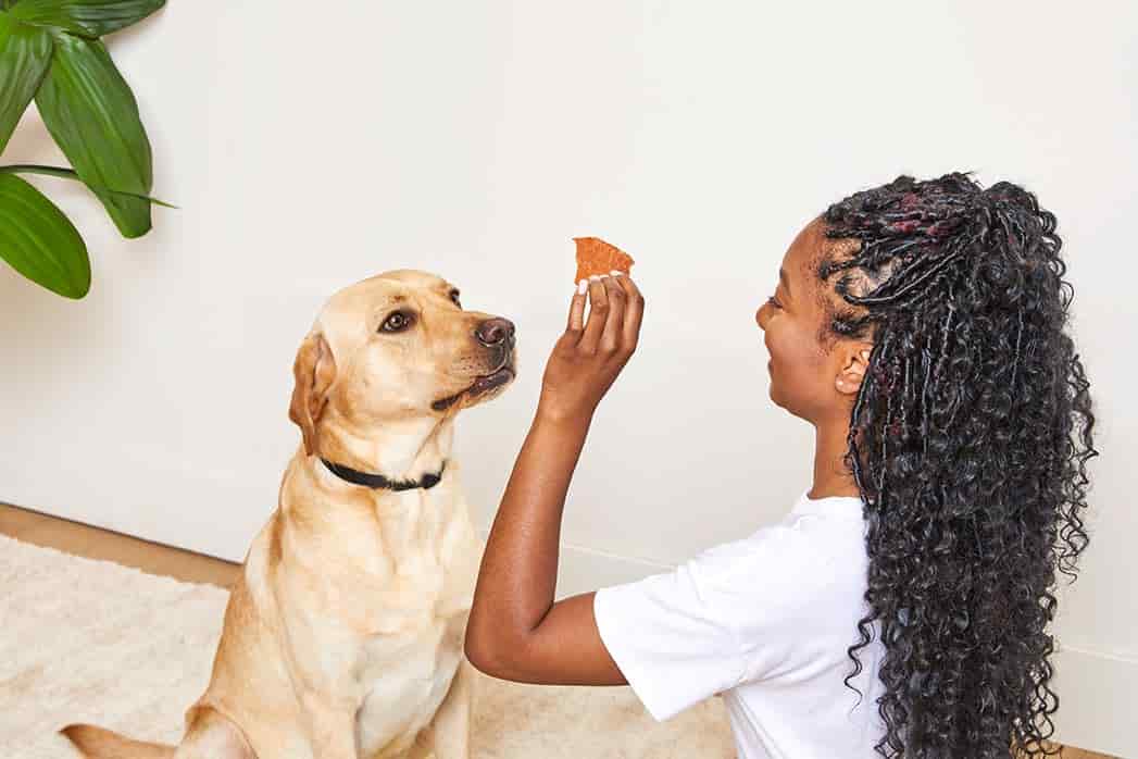 a girl training her dog, a lab