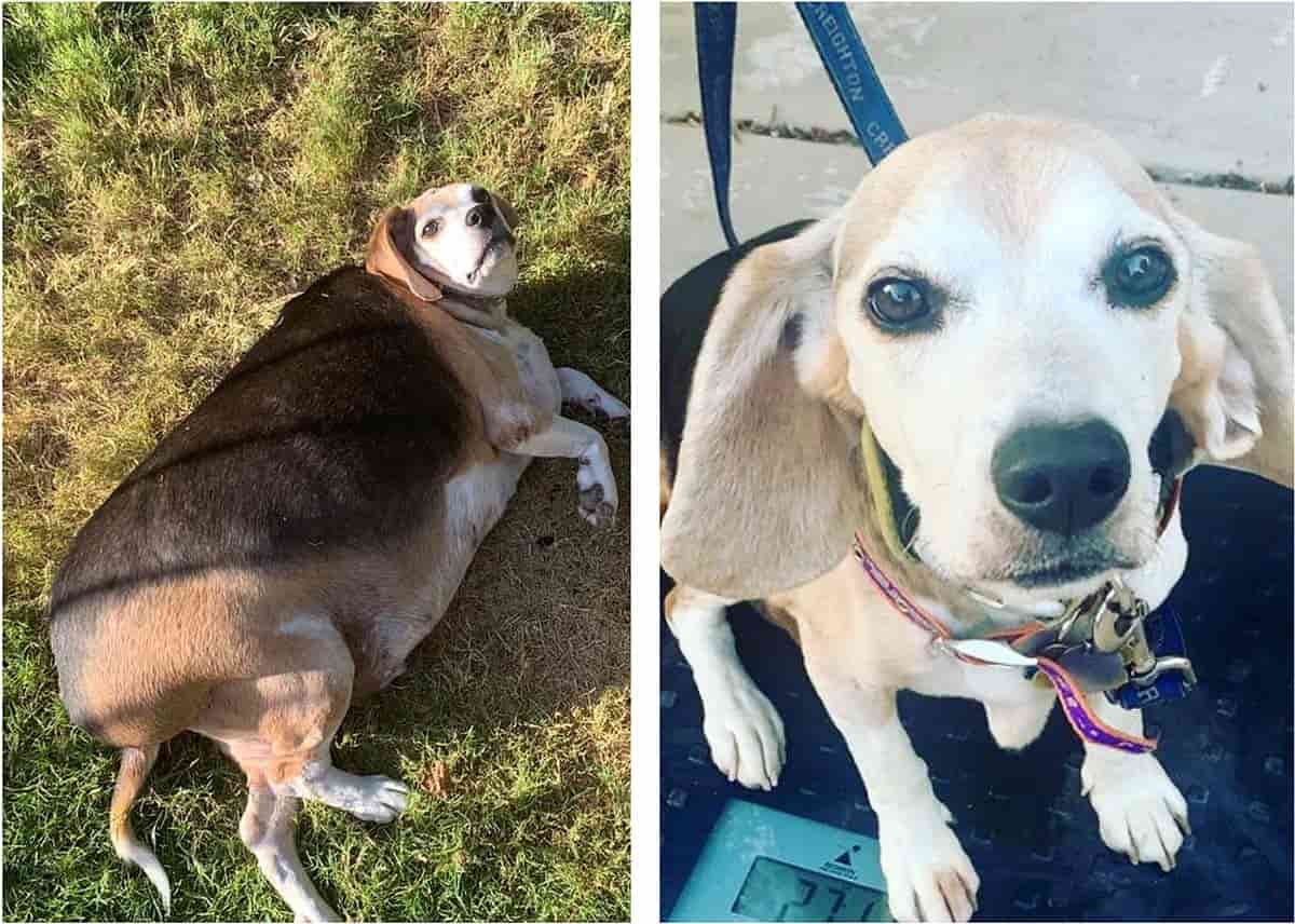 wolfgang before and after weight loss
