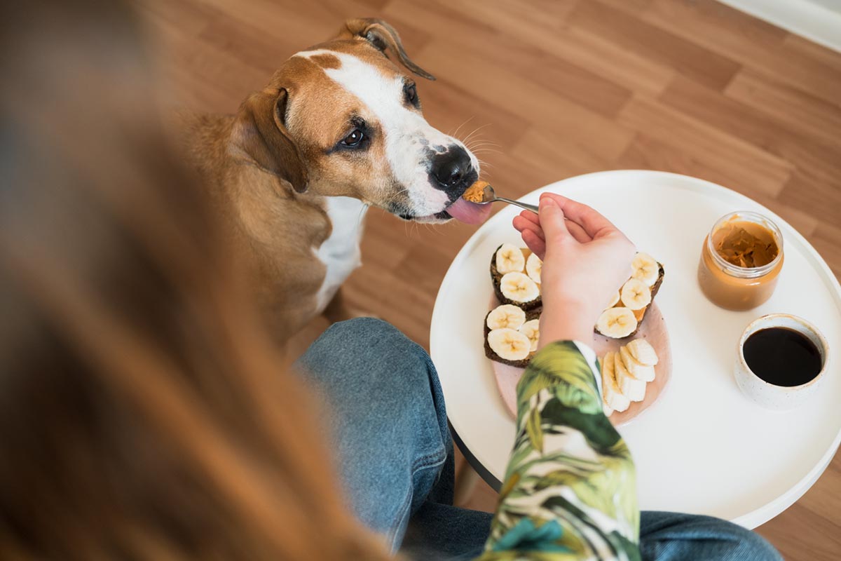 is peanut butter good for dogs