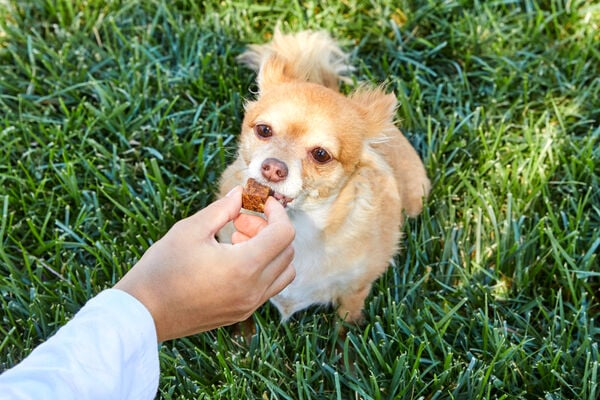 chihuahua getting a treat