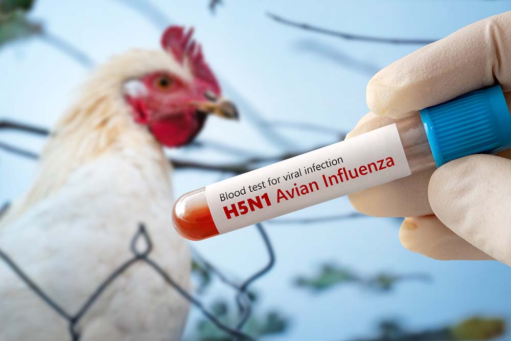 bird flu in pets