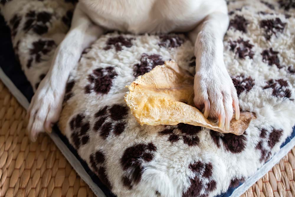 dog chewing on a rawhide