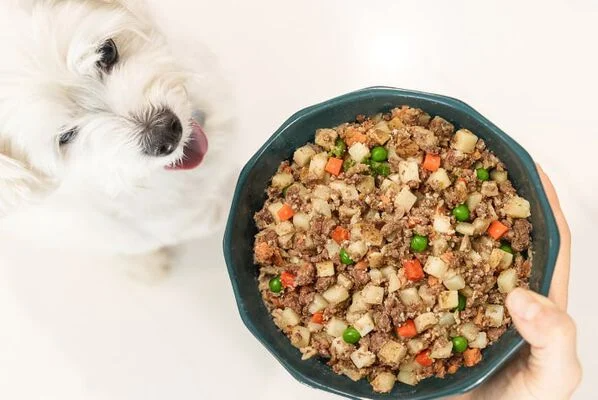 beef dog food begin served to white dog